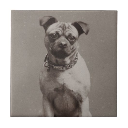  hond tegeltje (Voorkant)