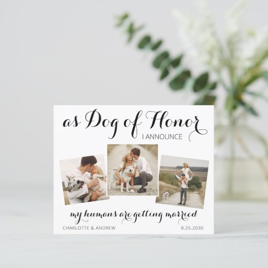 Hond ter ere van het Briefkaart op de datum (Staand voorkant)