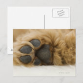 Hond, uitzicht van het been briefkaart (Voorkant / Achterkant)