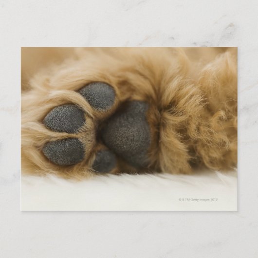 Hond, uitzicht van het been briefkaart (Voorkant)