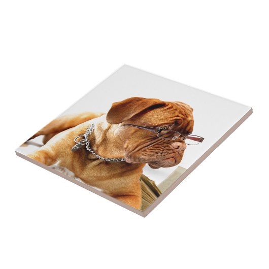 hond van de bordeaux met bril tegeltje (Zijkant)