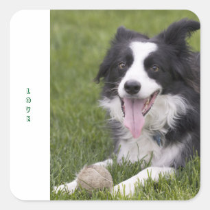 Hond van het Puppy van Border collie van de liefde Vierkante Sticker