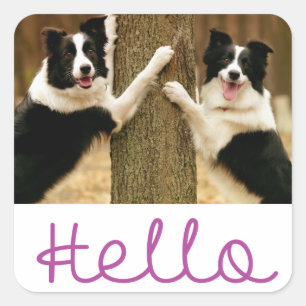 Hond van het Puppy van Hello de Zwart-witte Border Vierkante Sticker