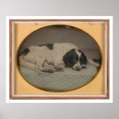 Hond van Sheldon Nichols (39986) Poster (Voorkant)