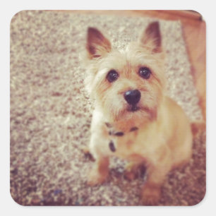 Hond Vierkante Sticker