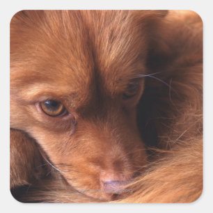 hond vierkante sticker