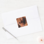 hond vierkante sticker (Envelop)