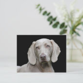 Hond Weimaraner Pet Canine Portret Briefkaart (Staand voorkant)