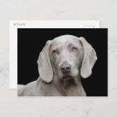 Hond Weimaraner Pet Canine Portret Briefkaart (Voorkant / Achterkant)