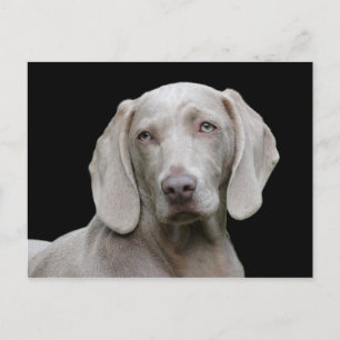 Hond Weimaraner Pet Canine Portret Briefkaart