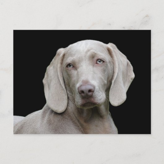 Hond Weimaraner Pet Canine Portret Briefkaart (Voorkant)