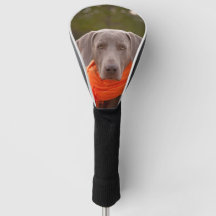 Hond Weimaraner Sjaal Huisdier Hond