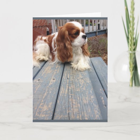 Hond Wenskaart Kaart (Voorkant)