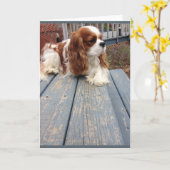 Hond Wenskaart Kaart (Gele Bloem)