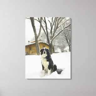 Hond zit in sneeuw, achter met een blokhut canvas afdruk