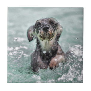 Hond zwemt met hondenpoten tegeltje