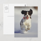Honden - 1 briefkaart (Voorkant / Achterkant)