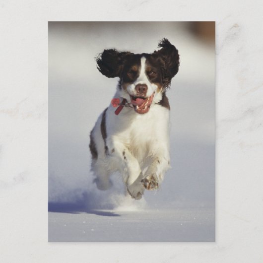Honden - 1 briefkaart (Voorkant)