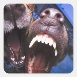 Honden blaffen vierkante sticker