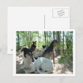 honden briefkaart (Voorkant / Achterkant)
