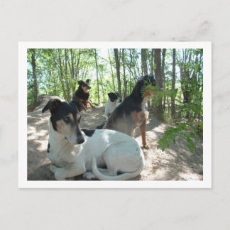 honden briefkaart