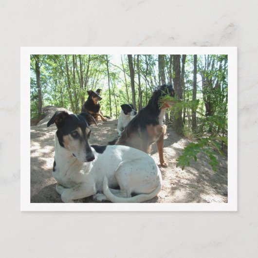 honden briefkaart (Voorkant)