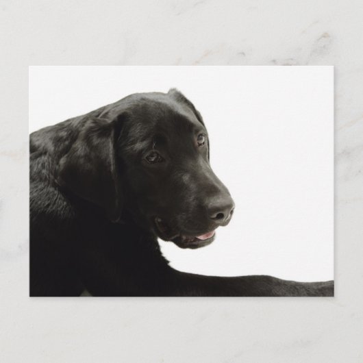 Honden Briefkaart (Voorkant)