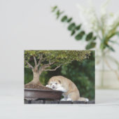 Honden Briefkaart (Staand voorkant)