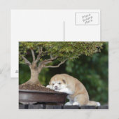 Honden Briefkaart (Voorkant / Achterkant)