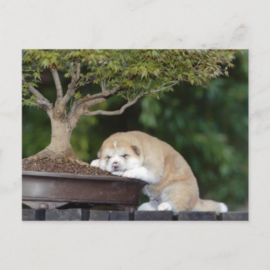Honden Briefkaart (Voorkant)