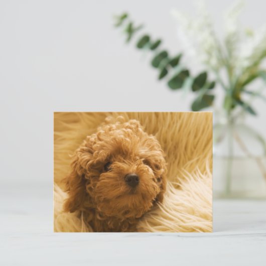 Honden Briefkaart (Staand voorkant)