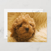 Honden Briefkaart (Voorkant / Achterkant)