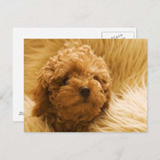 Honden Briefkaart (Voorkant / Achterkant)