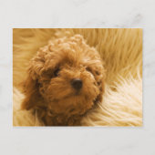 Honden Briefkaart (Voorkant)