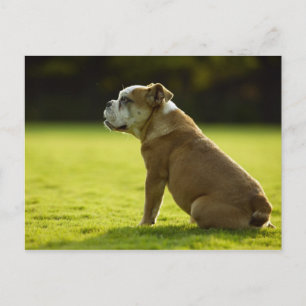 Honden Briefkaart