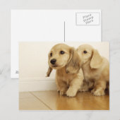 Honden Briefkaart (Voorkant / Achterkant)