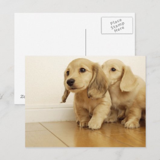 Honden Briefkaart (Voorkant / Achterkant)