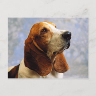 Honden Briefkaart