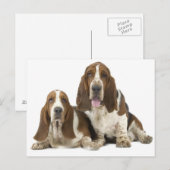 Honden Briefkaart (Voorkant / Achterkant)