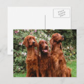 Honden Briefkaart (Voorkant / Achterkant)