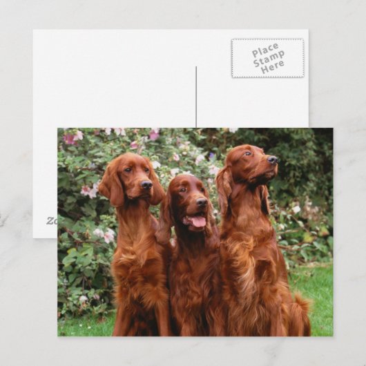 Honden Briefkaart (Voorkant / Achterkant)