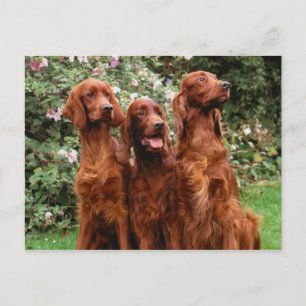 Honden Briefkaart