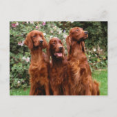 Honden Briefkaart (Voorkant)