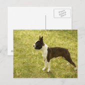 Honden Briefkaart (Voorkant / Achterkant)