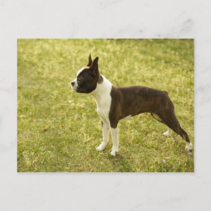 Honden Briefkaart