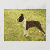 Honden Briefkaart (Voorkant)