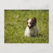 Honden Briefkaart (Voorkant)