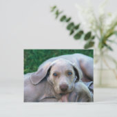 Honden Briefkaart (Staand voorkant)