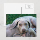 Honden Briefkaart (Voorkant / Achterkant)