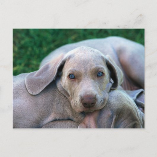 Honden Briefkaart (Voorkant)